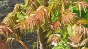 春季野菜采摘图解高清图片,春季野菜多种做法