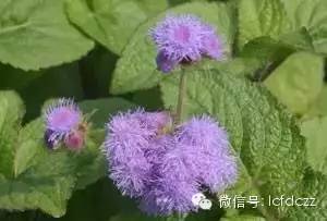 春季野菜采摘图解高清图片,春季野菜多种做法