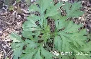 春季野菜采摘图解高清图片,春季野菜多种做法