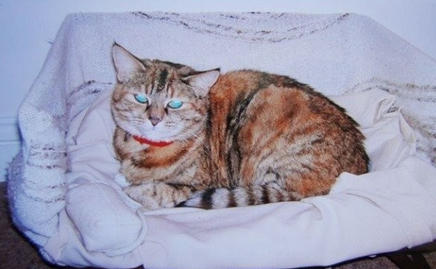 世上最老的猫是什么猫,世界上最老的猫吉尼斯世界纪录