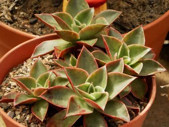 罗西玛种类,罗西玛多肉杂交品种