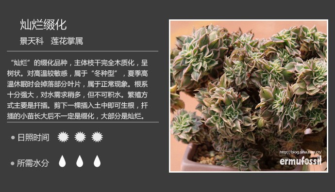 史上最全的多肉植物名字对照图，终于找齐了！
