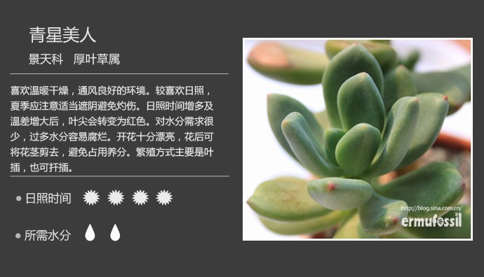 史上最全的多肉植物名字对照图，终于找齐了！