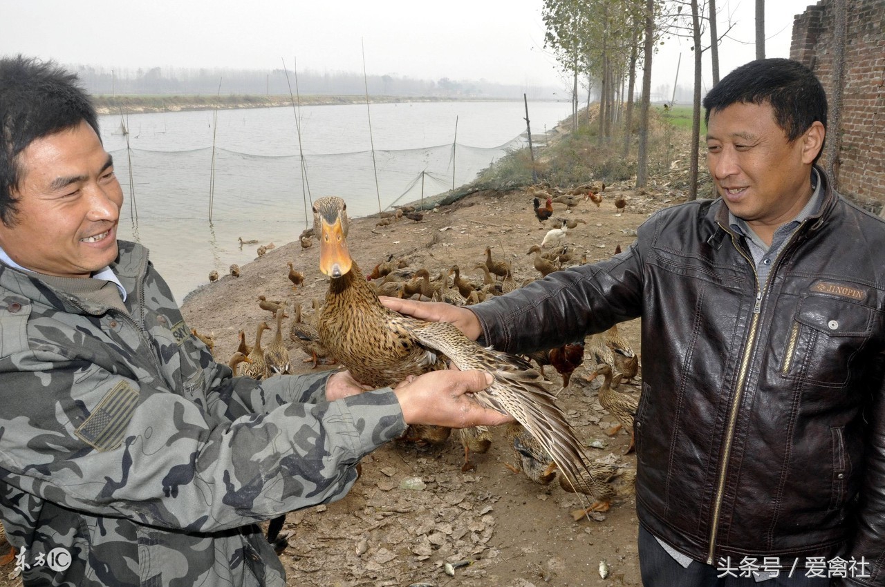 养鸭1000只蛋鸭利润和成本,新手养鸭应该养肉鸭还是蛋鸭好