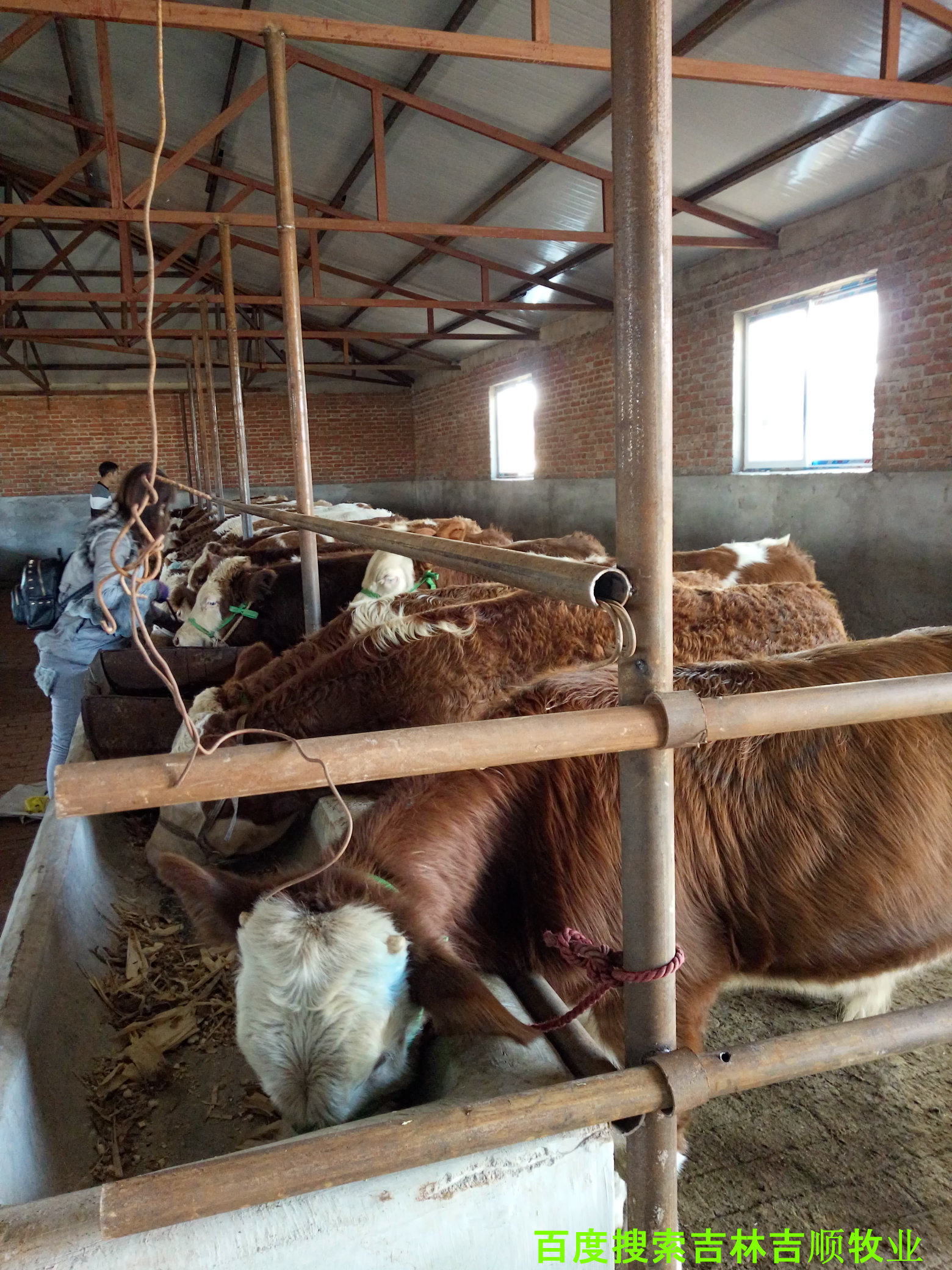 肉牛养殖过程中的疫病防控,肉牛常见病特征与防控知识集