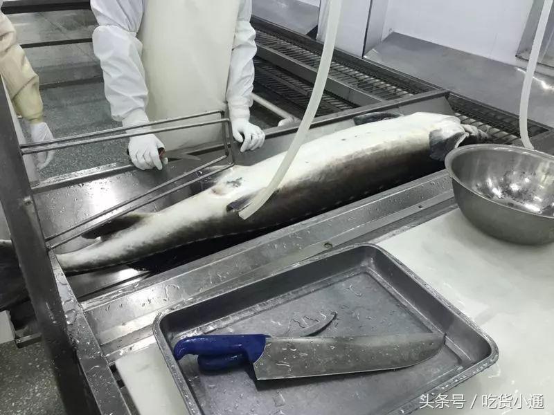 驱车4小时，终于品尝到传说中的“鱼子酱”！带你深挖背后的故事