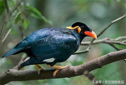 鹩哥鸟爱生病吗,鹩哥生病了怎么办