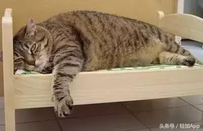 乳酸菌饮料可以减脂,开胃乳酸菌饮品