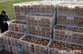 养蛋鸡和散养鸡哪个赚钱,2018养鸡10000只蛋鸡一年利润