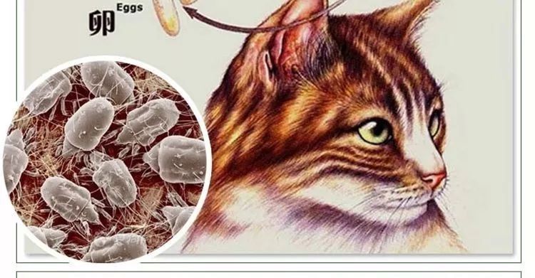 猫咪生病了怎么办?看这篇内容就够了