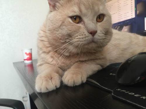 英短乳白猫重点色,英短灰白猫丁香色