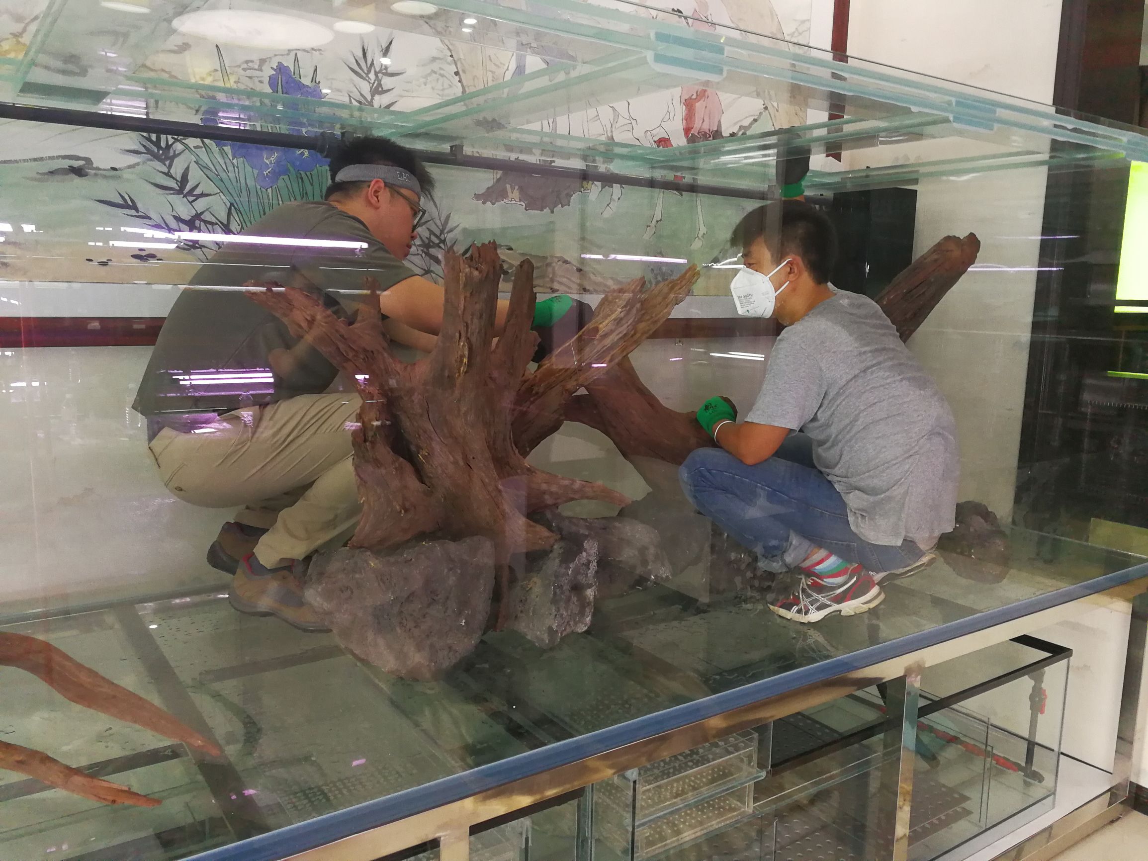 大墙鱼缸,40公分的缸养40的龙鱼