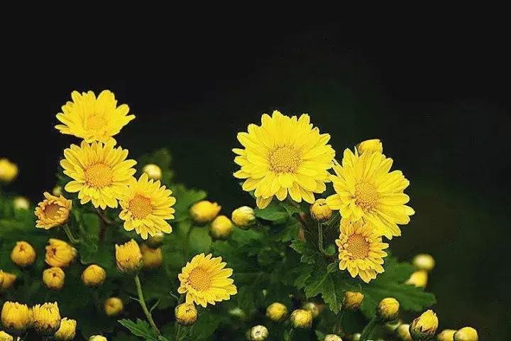 每逢佳节倍思亲又是一年九重阳,九九重阳每逢佳节倍思亲