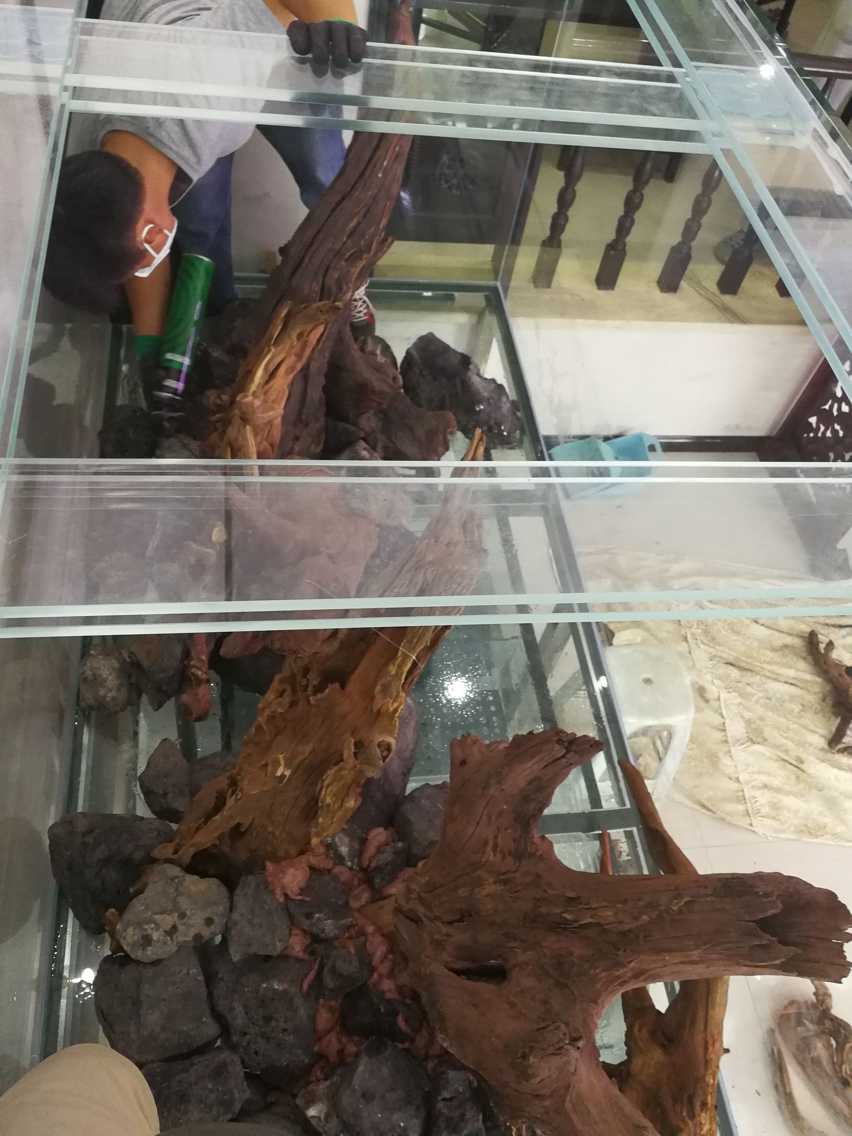 水草缸可以养龙鱼吗,震撼草缸