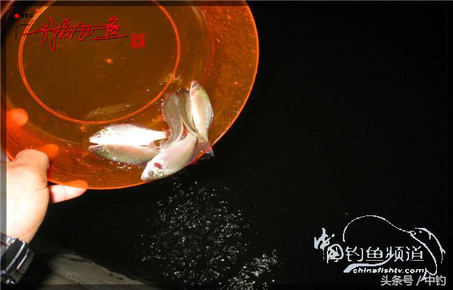 鱼口稀什么意思,鱼口又轻又慢