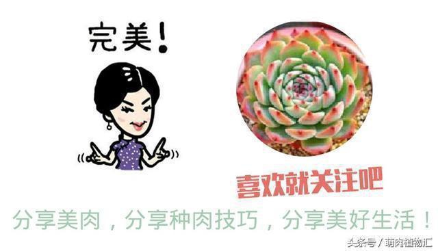 10月适合养的草花 (适合北方的春季草花)