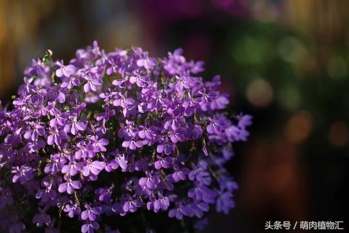 10月适合养的草花 (适合北方的春季草花)