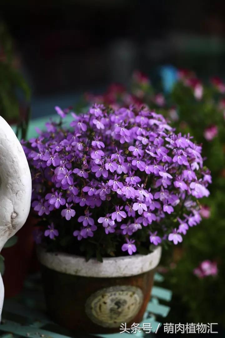 10月适合养的草花 (适合北方的春季草花)