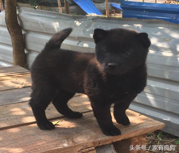 广西最常见的土狗,中国顶级广西土狗