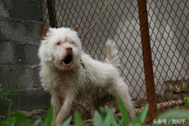 盘点中国犬种,中国本土犬种排名