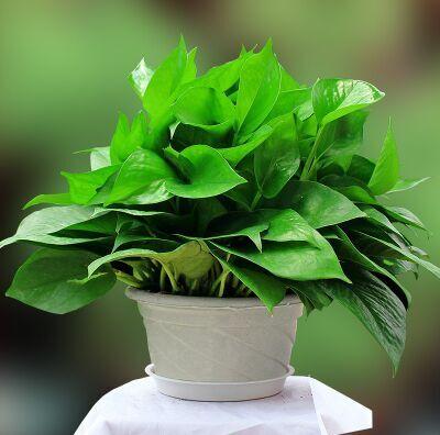 绿萝养殖需要磷酸二氢钾吗,室内养殖绿萝的好处和坏处