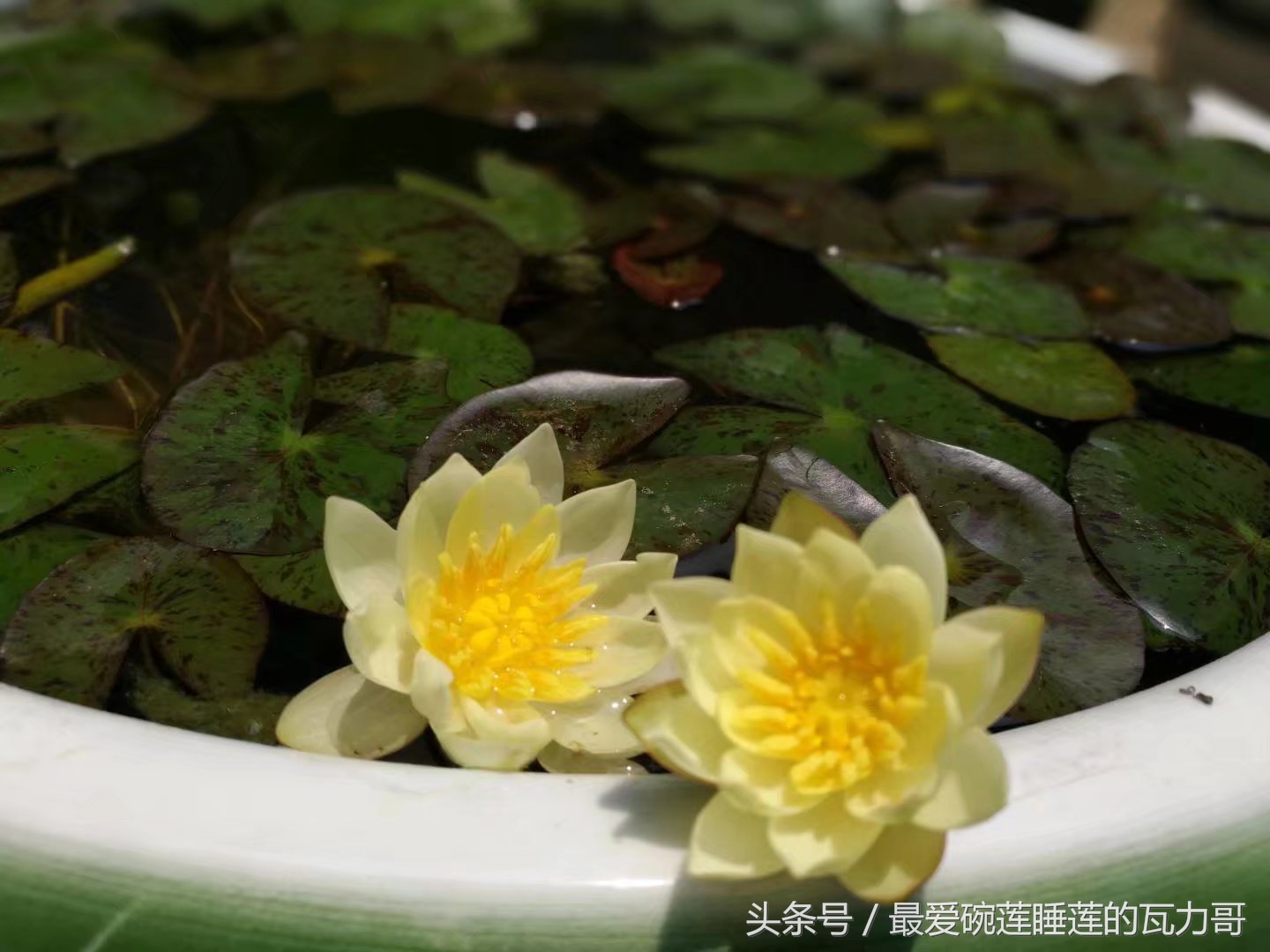 漂亮又省心的睡莲,花中的睡美人睡莲