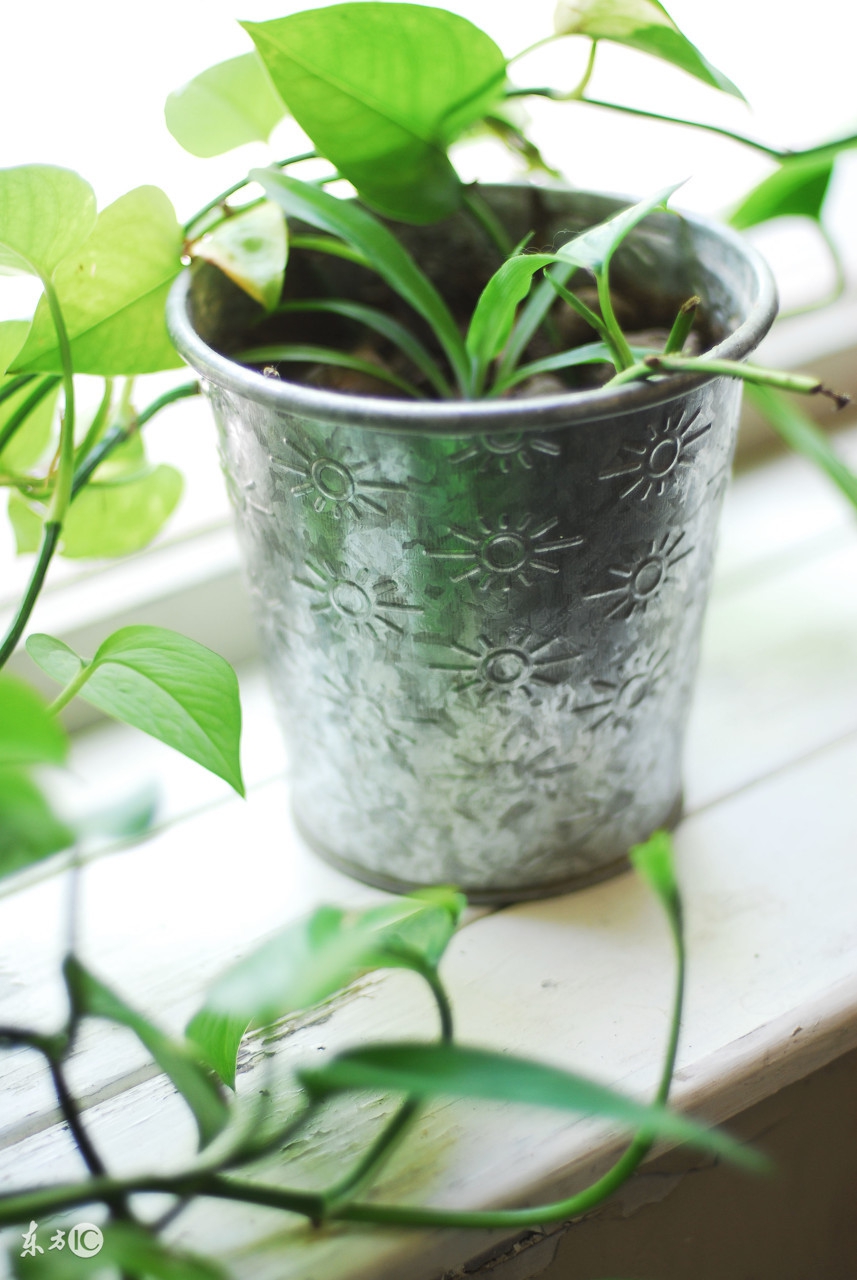 绿萝养殖需要磷酸二氢钾吗,室内养殖绿萝的好处和坏处