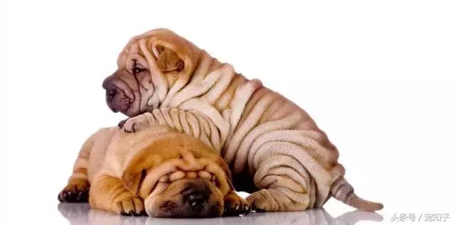 盘点中国犬种,中国本土犬种排名