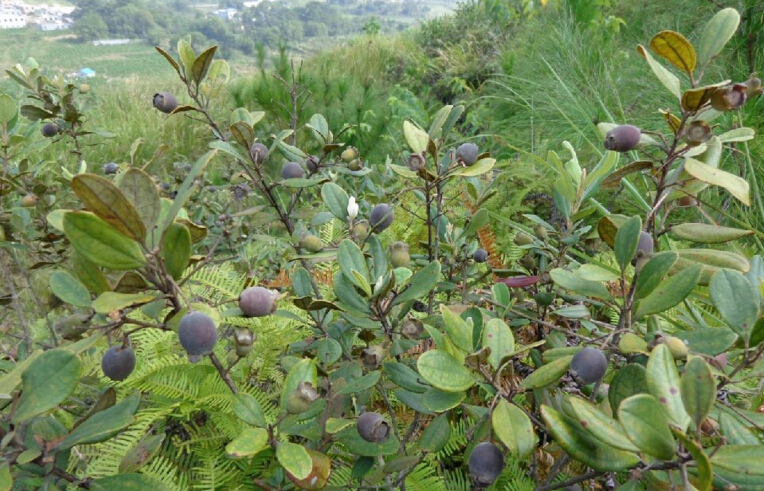 稔子酒有几种配酿方法,稔子酒的做法步骤教程