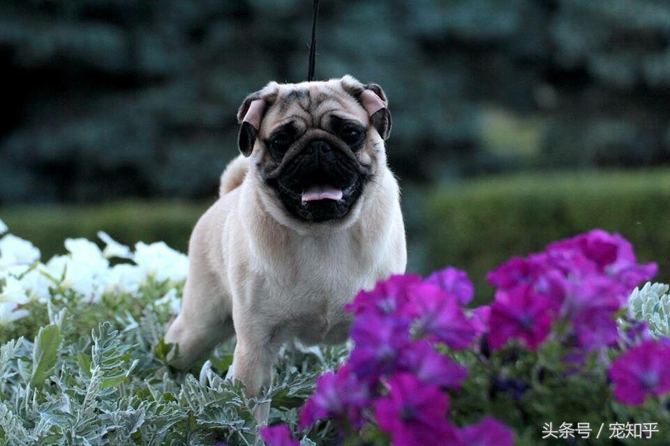 盘点中国犬种,中国本土犬种排名