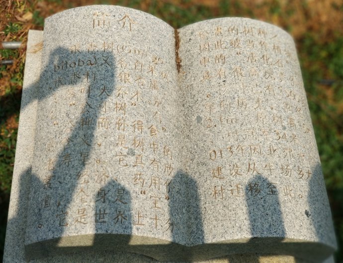 贵阳市乌当区千年银杏古树,贵阳蓬莱仙境景区银杏树