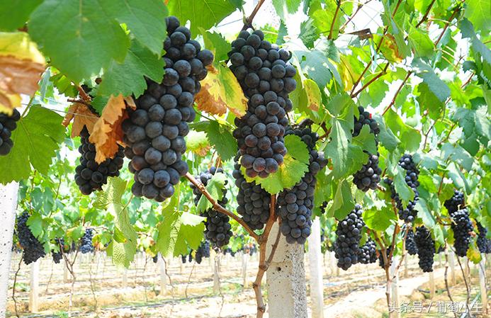 葡萄为什么结果不好,葡萄为什么种不好