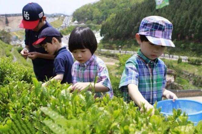 韩国的茶叶是什么样子的,韩国茶叶怎么样