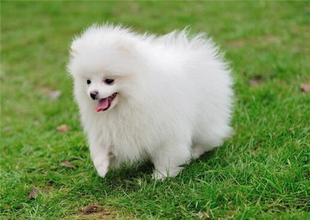 博美犬怎么训练大小便,博美犬如何训练大小便