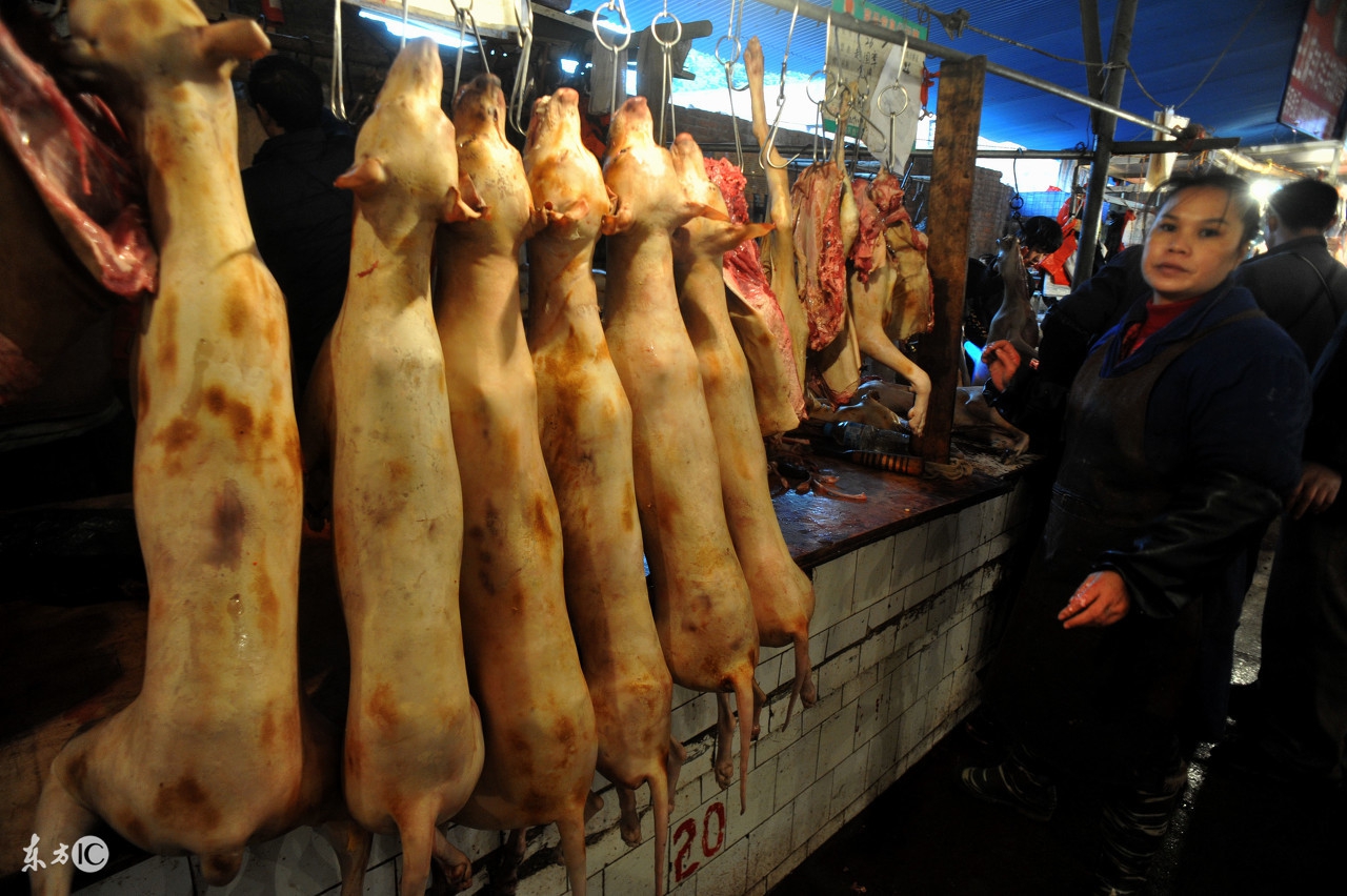 有多少人在讨论吃狗肉的问题,为什么不建议大家吃狗肉