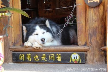 零基础java哪里学,尚学堂java入门