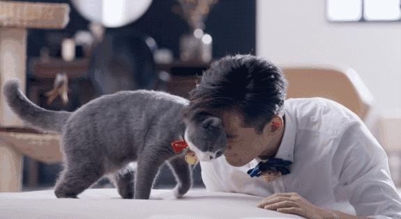 人类吸猫小史,人类吸猫的时候猫是怎么想的