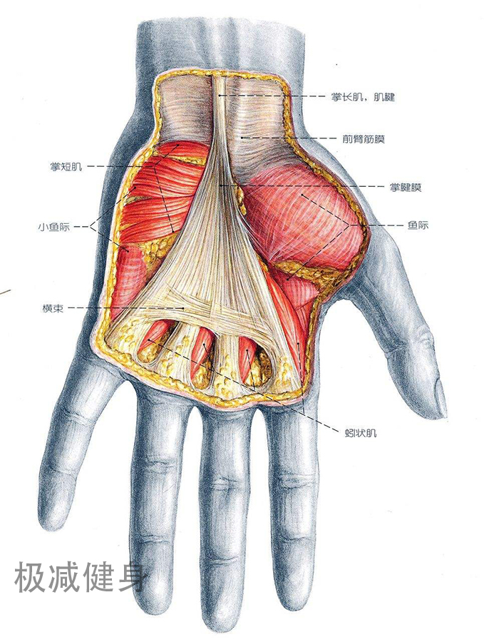 多做手指操有利于什么,俯卧撑练习有什么用