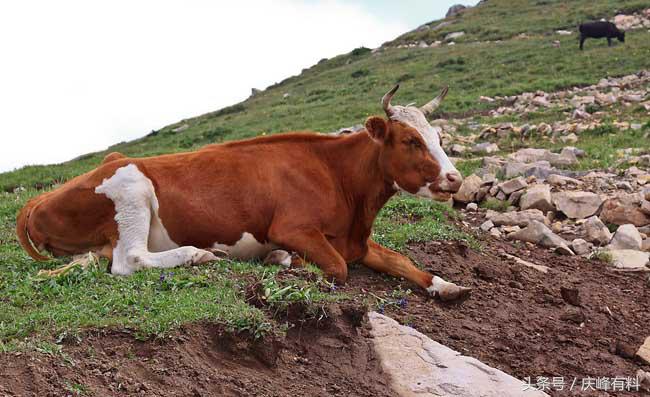 养牛技术与牛病的防治,牛常见病防治技术