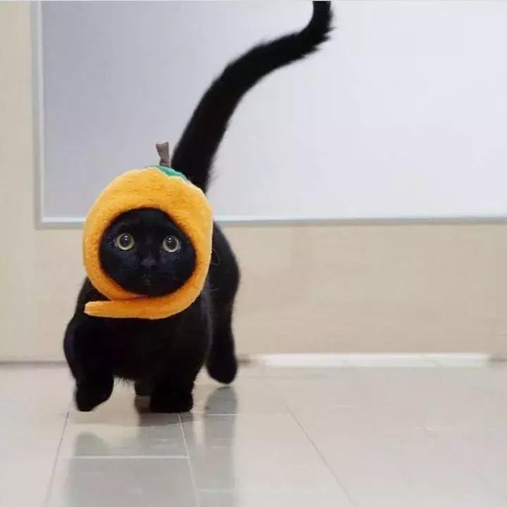 人类吸猫小史,人类吸猫的时候猫是怎么想的