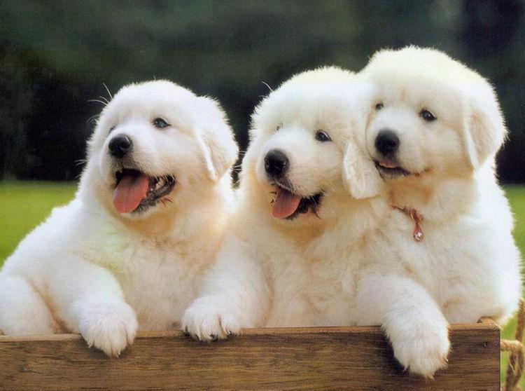 “秋燥”狗狗情绪多变徐州一医院收治两名被狗咬伤患者