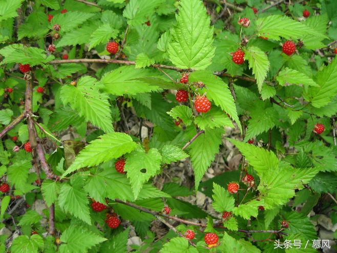 童年的野果味道,童年的回忆又香又甜的野果