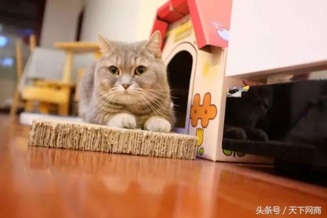 5000元猫,1000块的猫咪厕所