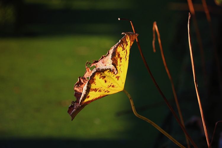 去东湖逛一圈,夏天去东湖哪个景区好玩