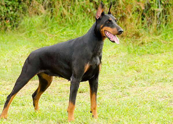 一条优秀的杜宾犬,与杜宾犬相似的狗狗