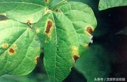 早疫病和晚疫病怎么区别,哪些病害属于晚疫病