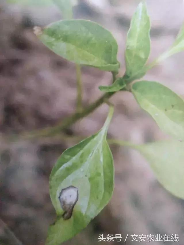 早疫病和晚疫病怎么区别,哪些病害属于晚疫病