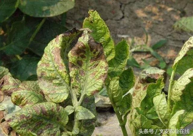 早疫病和晚疫病怎么区别,哪些病害属于晚疫病
