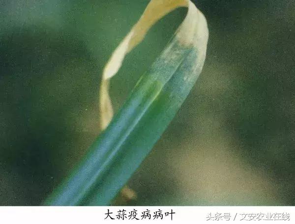 早疫病和晚疫病怎么区别,哪些病害属于晚疫病