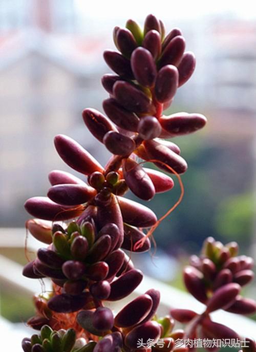 多肉植物增色液实验，到底所谓的韩过“神水”有没有用？